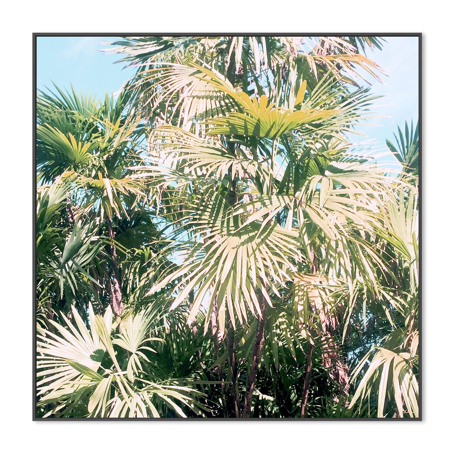 wall-art-print-canvas-poster-framed-Palm Leaves , By Hope Bainbridge-3