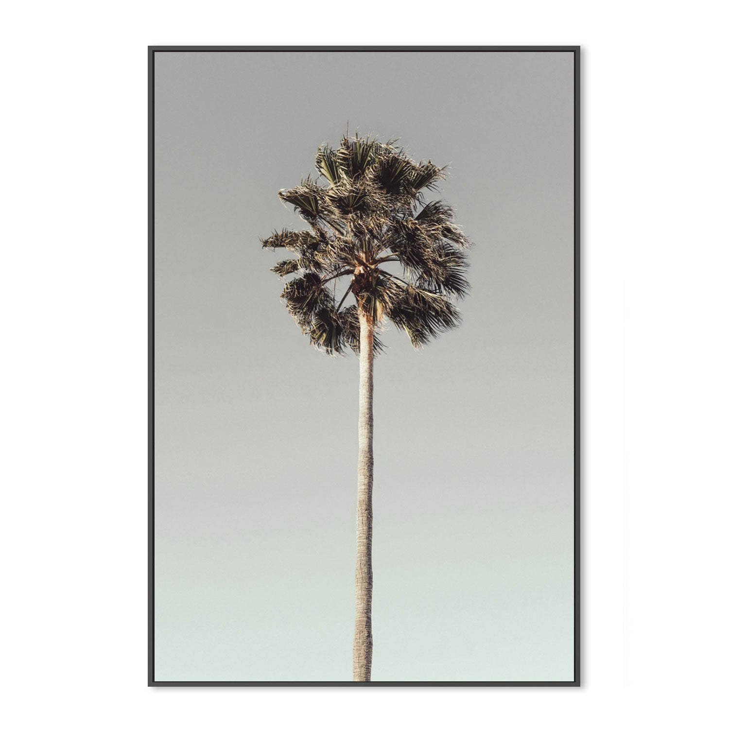 Palm, Style A-Gioia-Prints-Framed-Canvas-Poster-GIOIA-WALL-ART