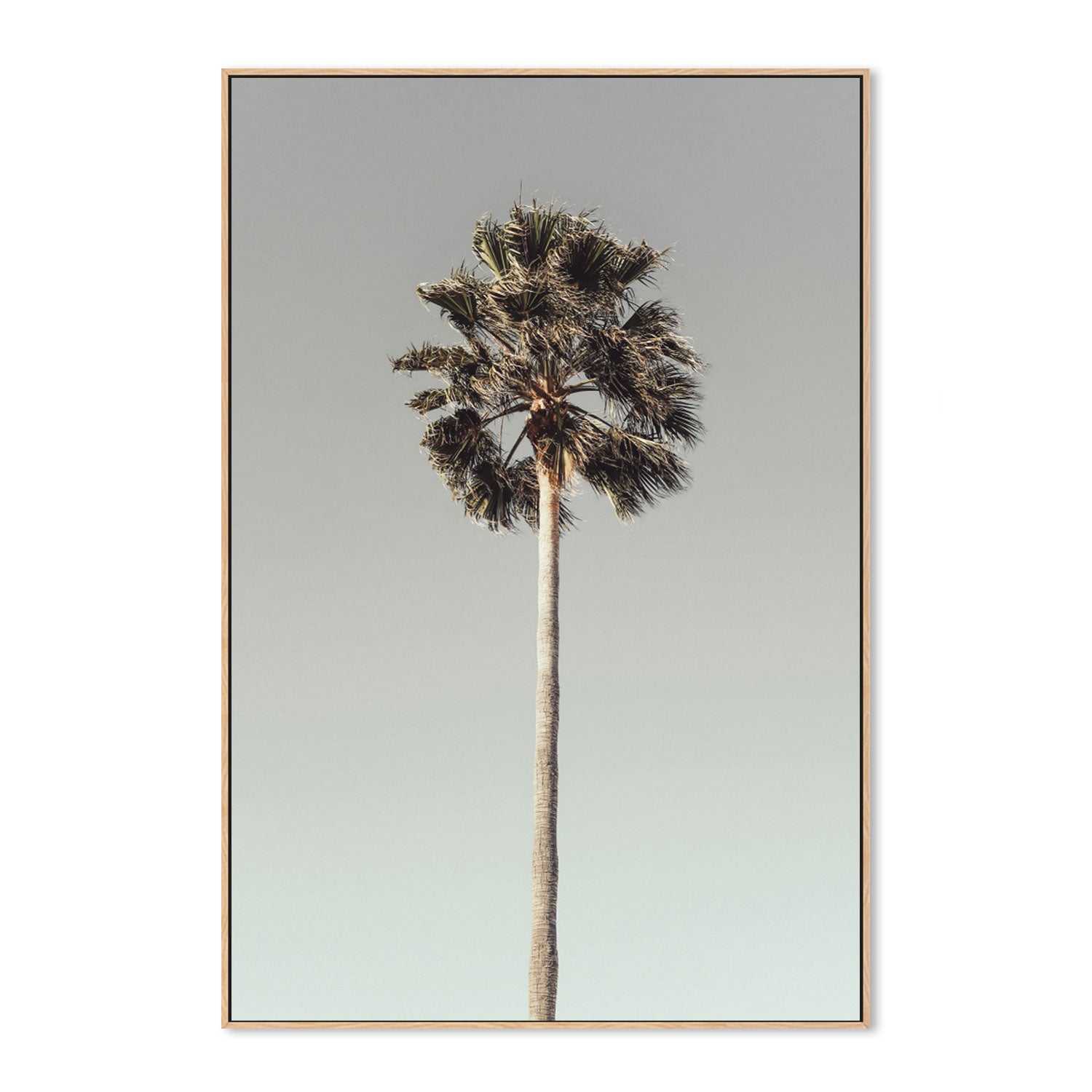 Palm, Style A-Gioia-Prints-Framed-Canvas-Poster-GIOIA-WALL-ART