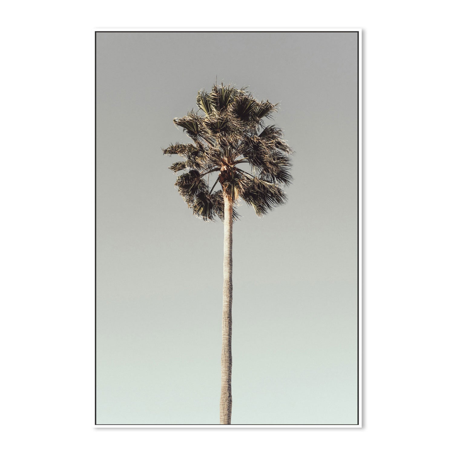 Palm, Style A-Gioia-Prints-Framed-Canvas-Poster-GIOIA-WALL-ART