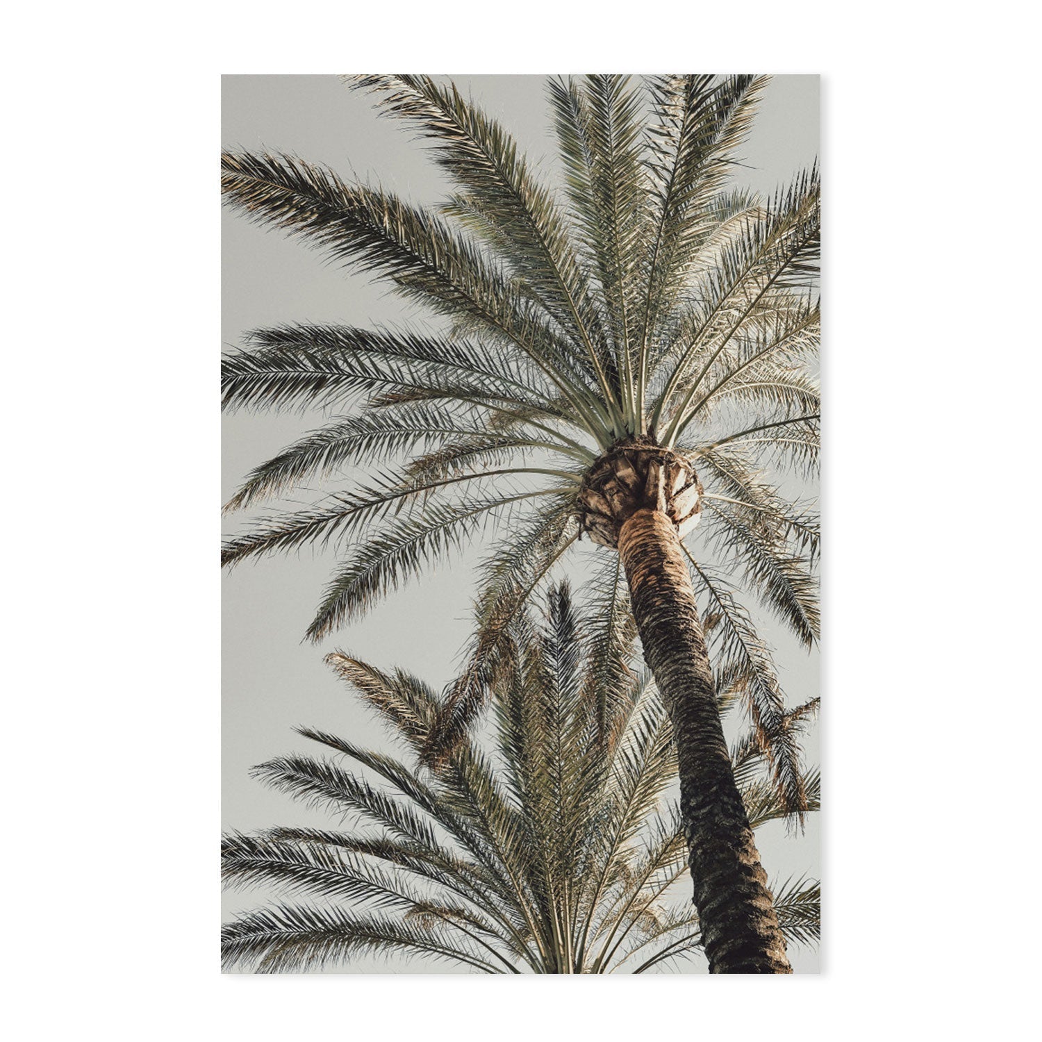 Palm, Style B-Gioia-Prints-Framed-Canvas-Poster-GIOIA-WALL-ART