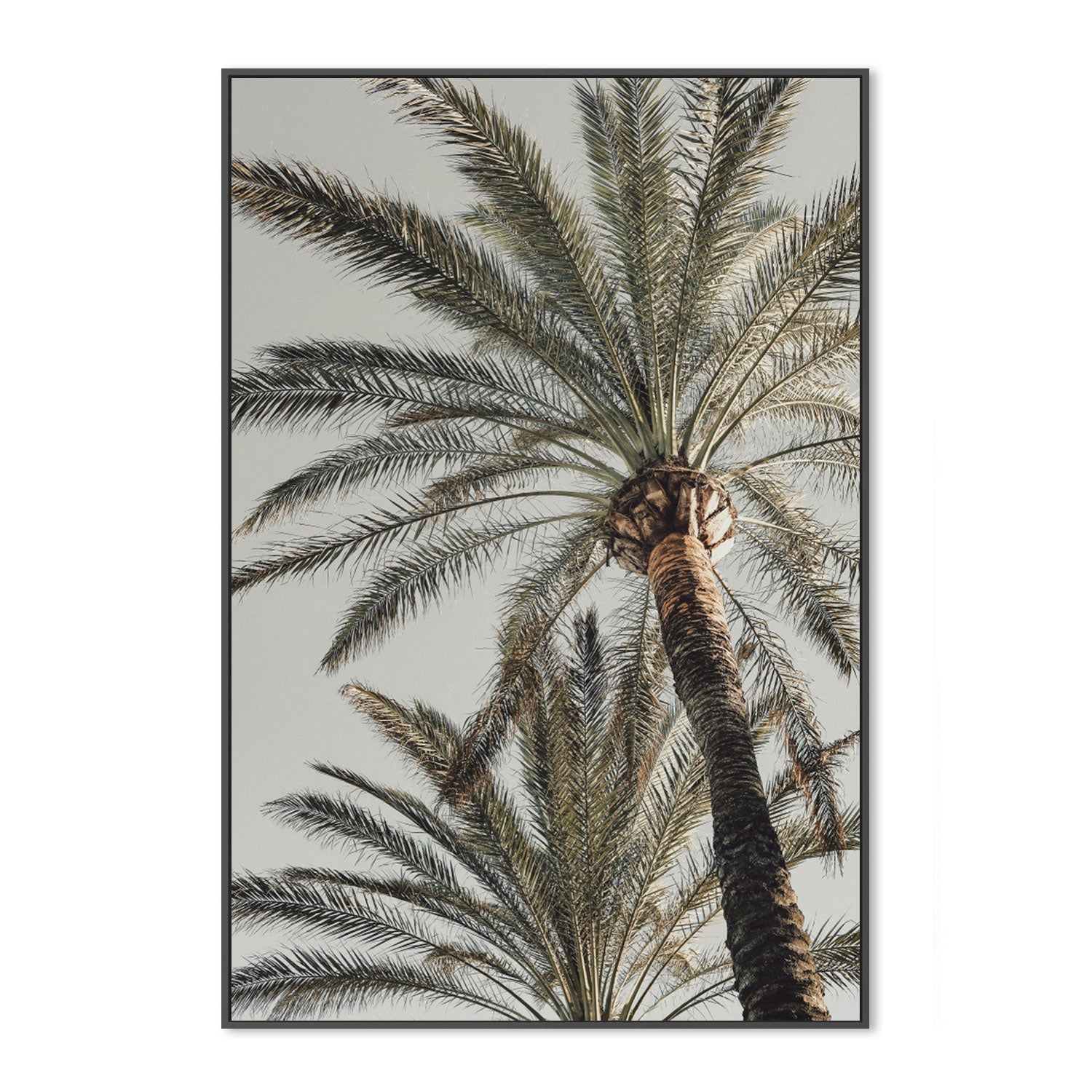Palm, Style B-Gioia-Prints-Framed-Canvas-Poster-GIOIA-WALL-ART