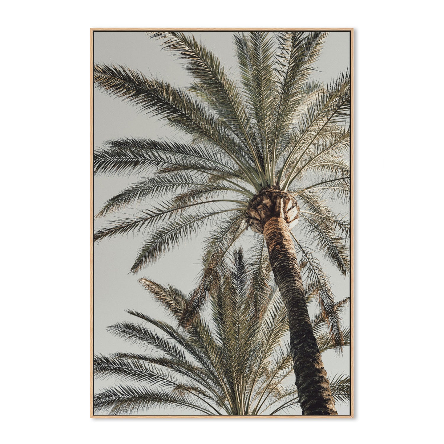 Palm, Style B-Gioia-Prints-Framed-Canvas-Poster-GIOIA-WALL-ART