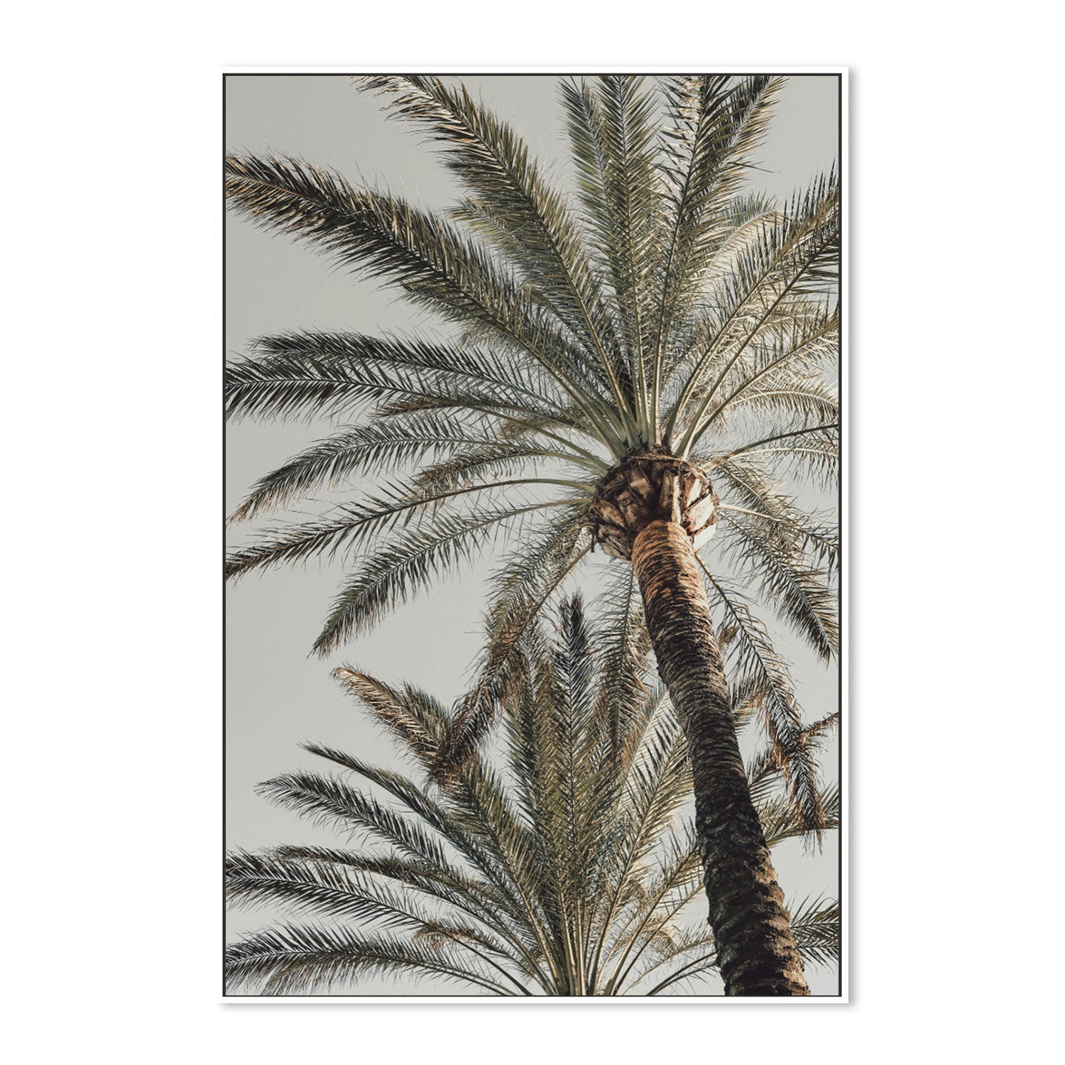 Palm, Style B-Gioia-Prints-Framed-Canvas-Poster-GIOIA-WALL-ART
