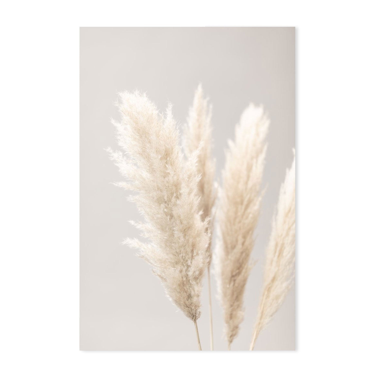 wall-art-print-canvas-poster-framed-Pampas Grass Grey, Style B-by-Plus X Studio-Gioia Wall Art