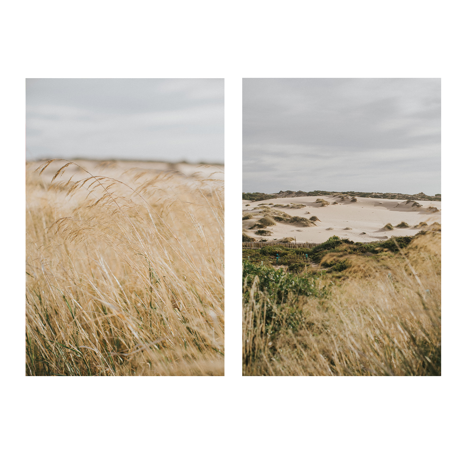 wall-art-print-canvas-poster-framed-Pampas Grass, Style A & B, Set Of 2 , By Hello Twiggs-1