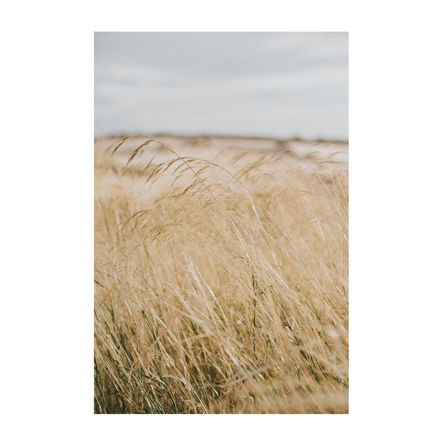 wall-art-print-canvas-poster-framed-Pampas Grass, Style A , By Hello Twiggs-1