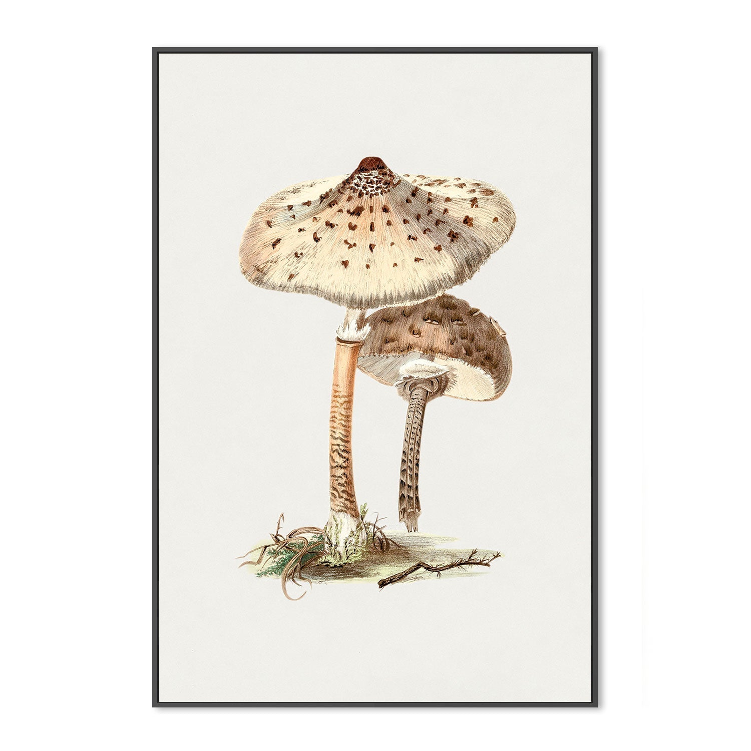 wall-art-print-canvas-poster-framed-Parasol Mushrooms-GIOIA-WALL-ART