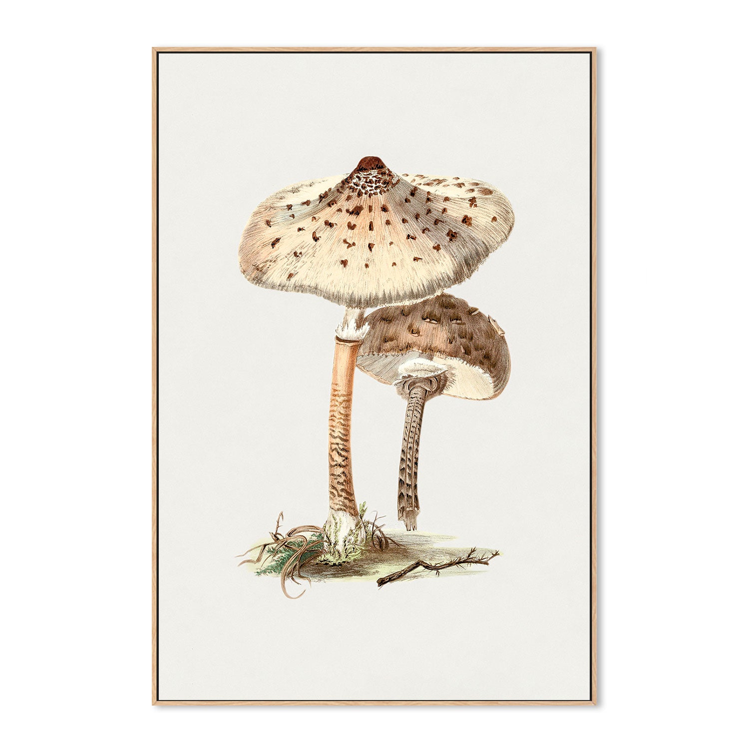 wall-art-print-canvas-poster-framed-Parasol Mushrooms-GIOIA-WALL-ART