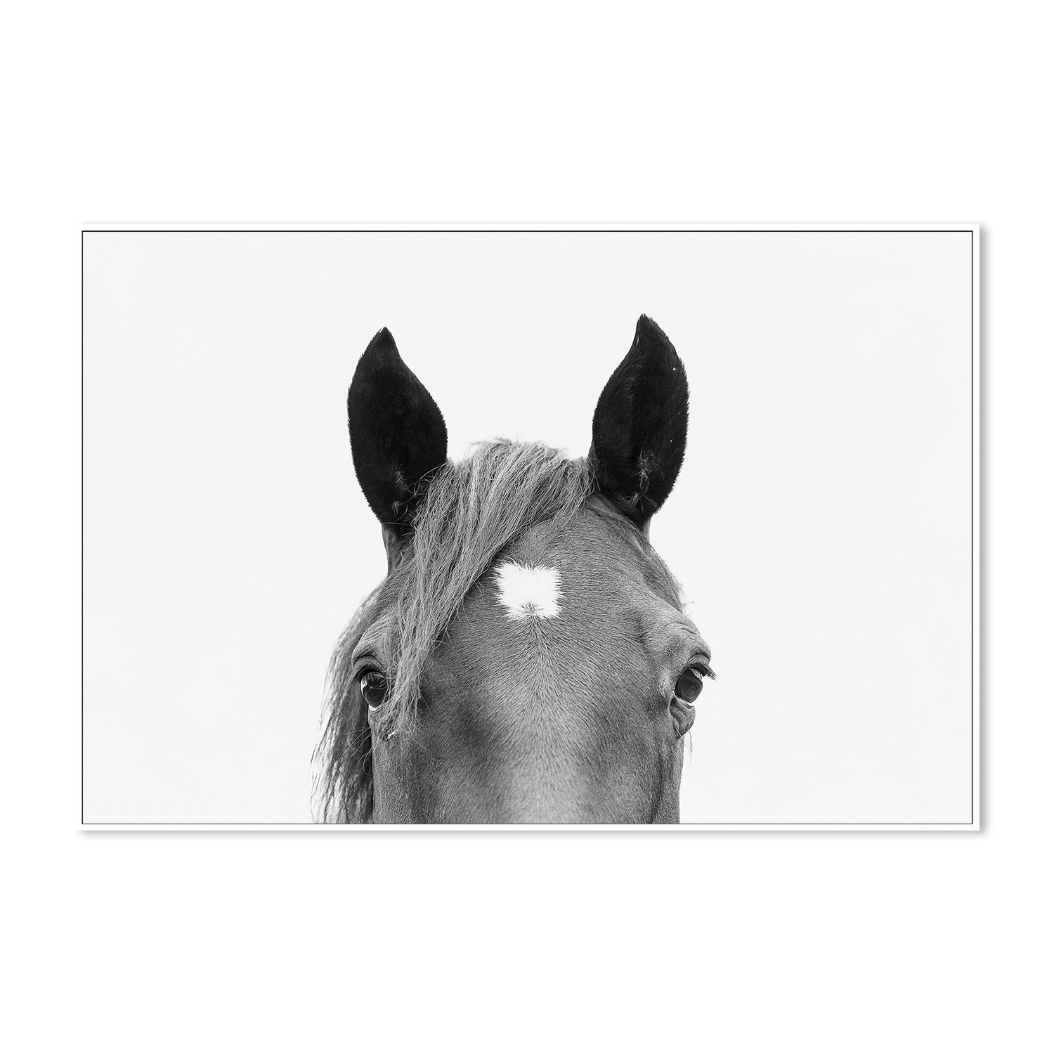 wall-art-print-canvas-poster-framed-Pienaar, Peeking Horse-5