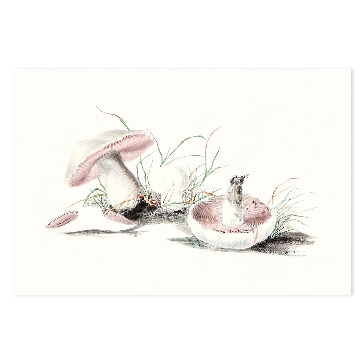 wall-art-print-canvas-poster-framed-Pink Field Mushrooms-GIOIA-WALL-ART