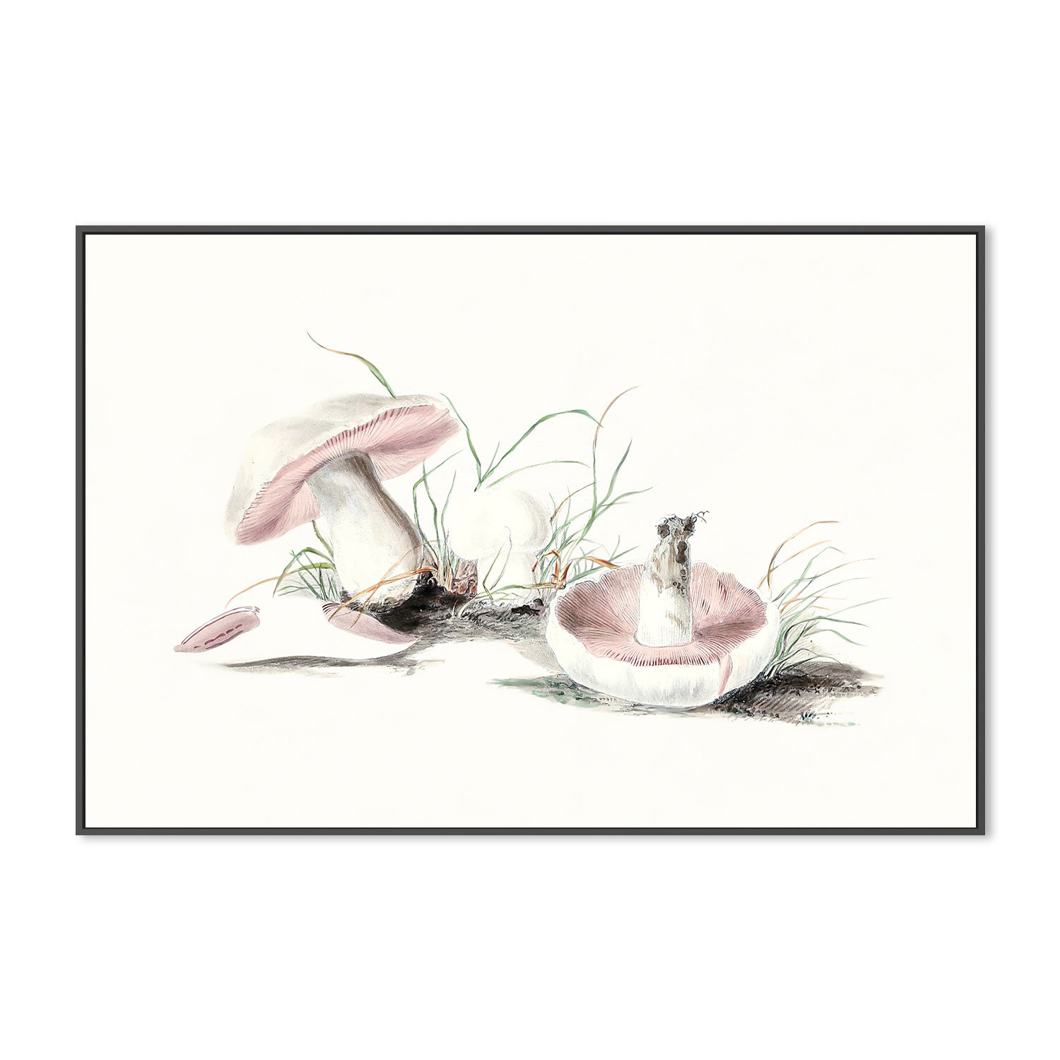 wall-art-print-canvas-poster-framed-Pink Field Mushrooms-GIOIA-WALL-ART