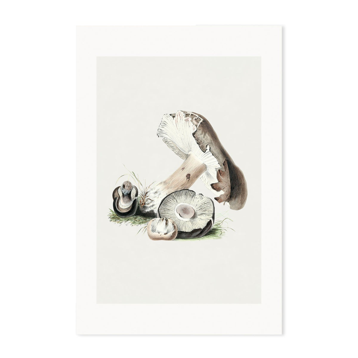 wall-art-print-canvas-poster-framed-Portabella Mushrooms-GIOIA-WALL-ART