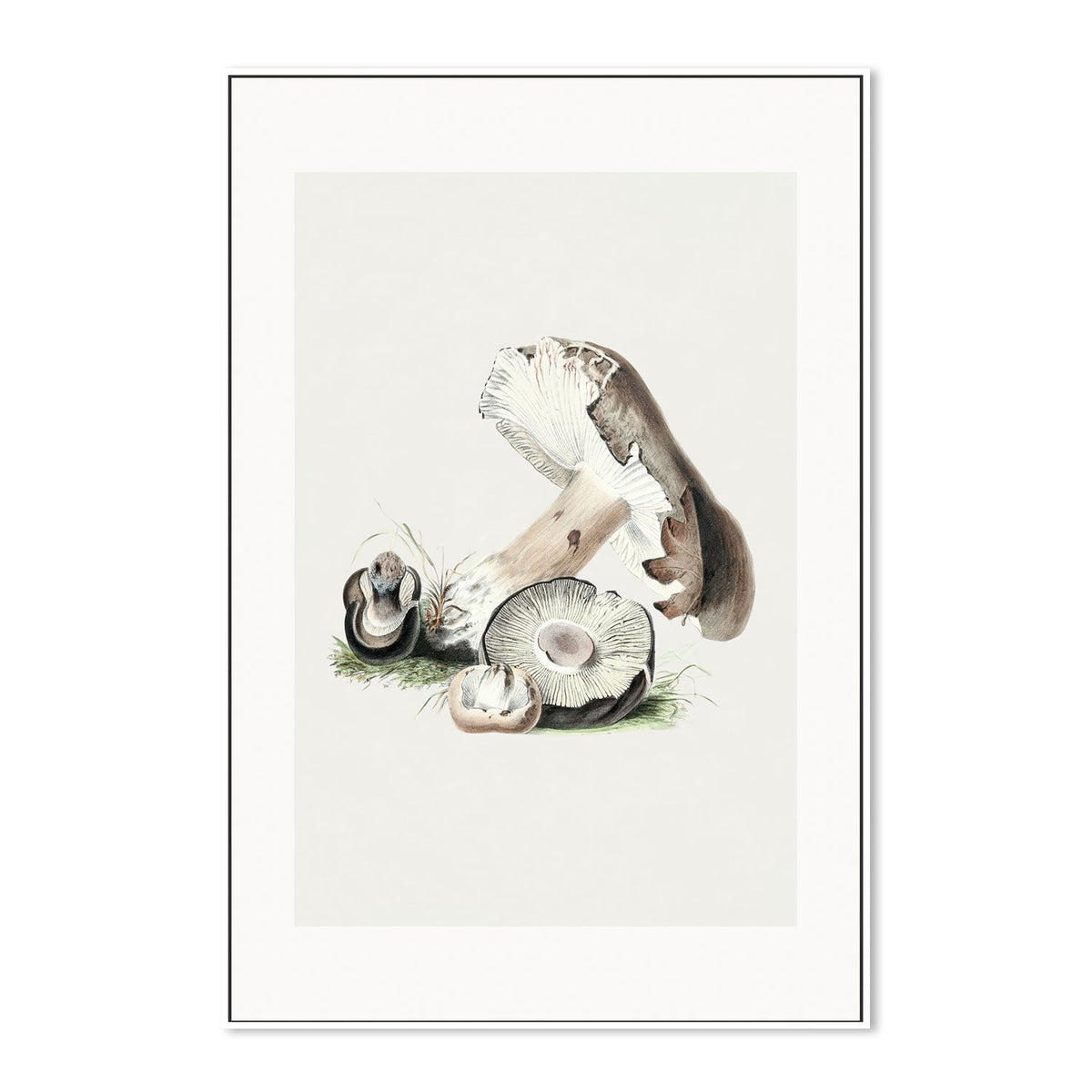 wall-art-print-canvas-poster-framed-Portabella Mushrooms-GIOIA-WALL-ART