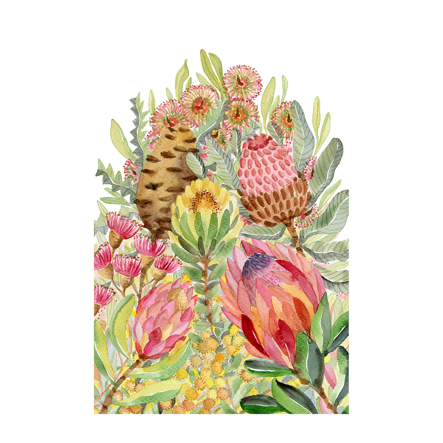 wall-art-print-canvas-poster-framed-Protea Banksia Bunch , By Jessie Mitchelson-1