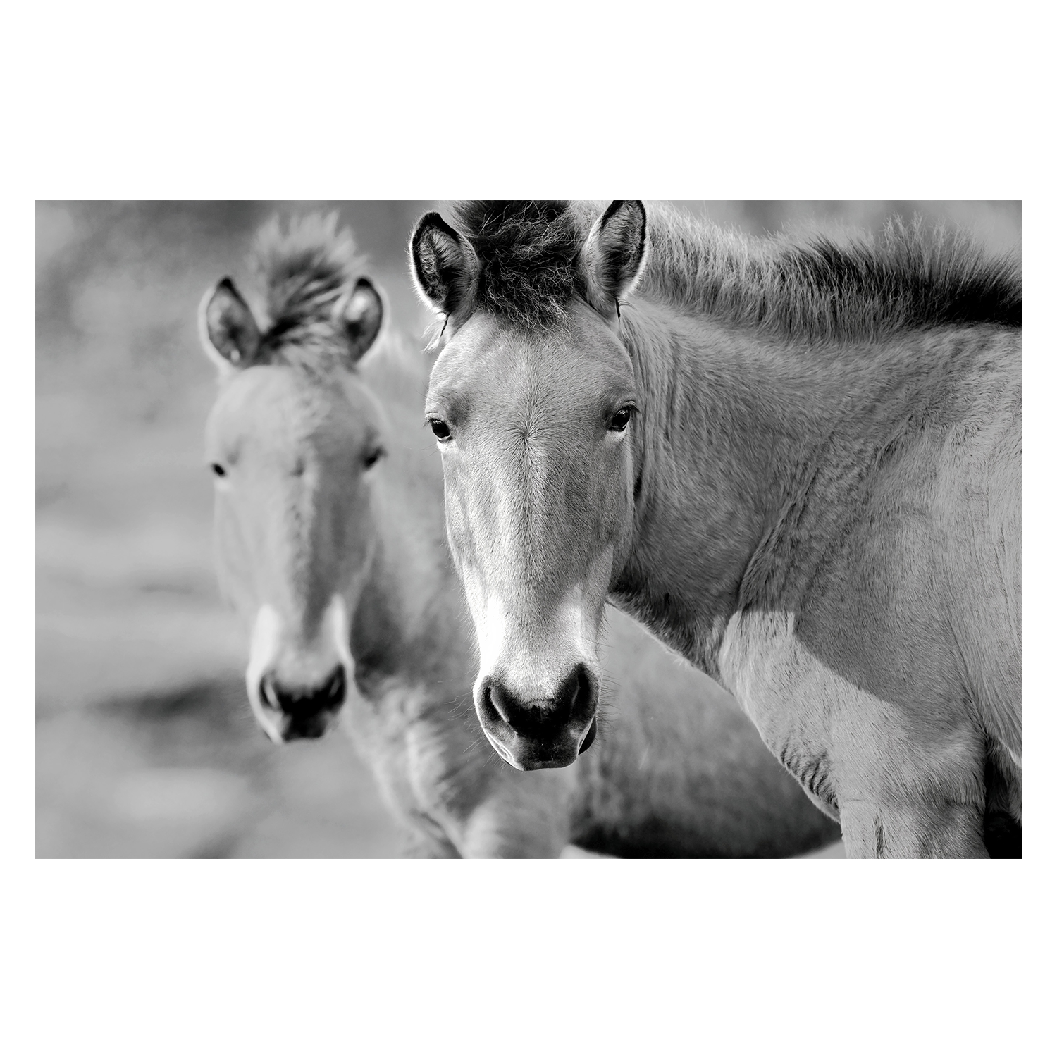 wall-art-print-canvas-poster-framed-Przewalski's Horse , By Belinda Gerace-1