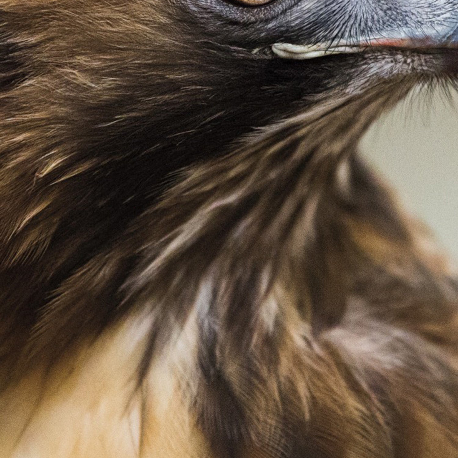 wall-art-print-canvas-poster-framed-Red Tailed Hawk Profile-11
