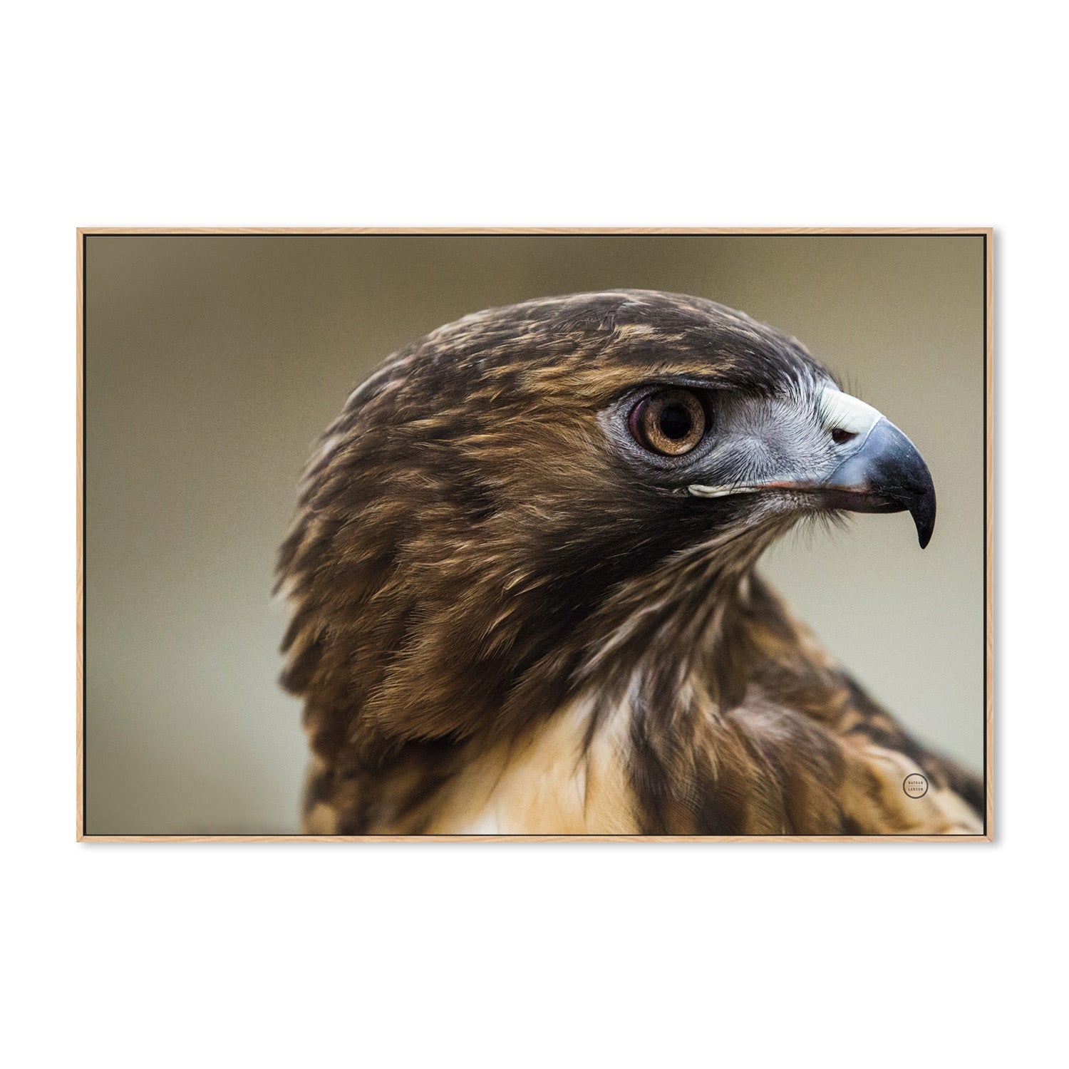 wall-art-print-canvas-poster-framed-Red Tailed Hawk Profile-4