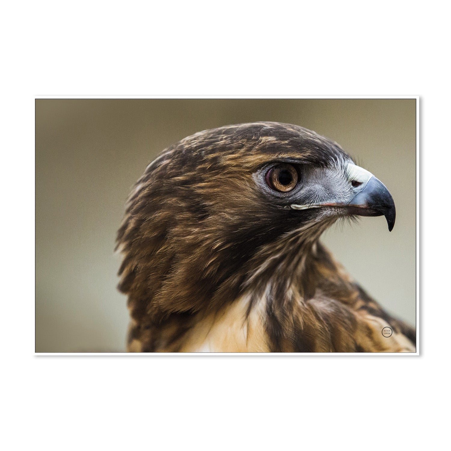 wall-art-print-canvas-poster-framed-Red Tailed Hawk Profile-5