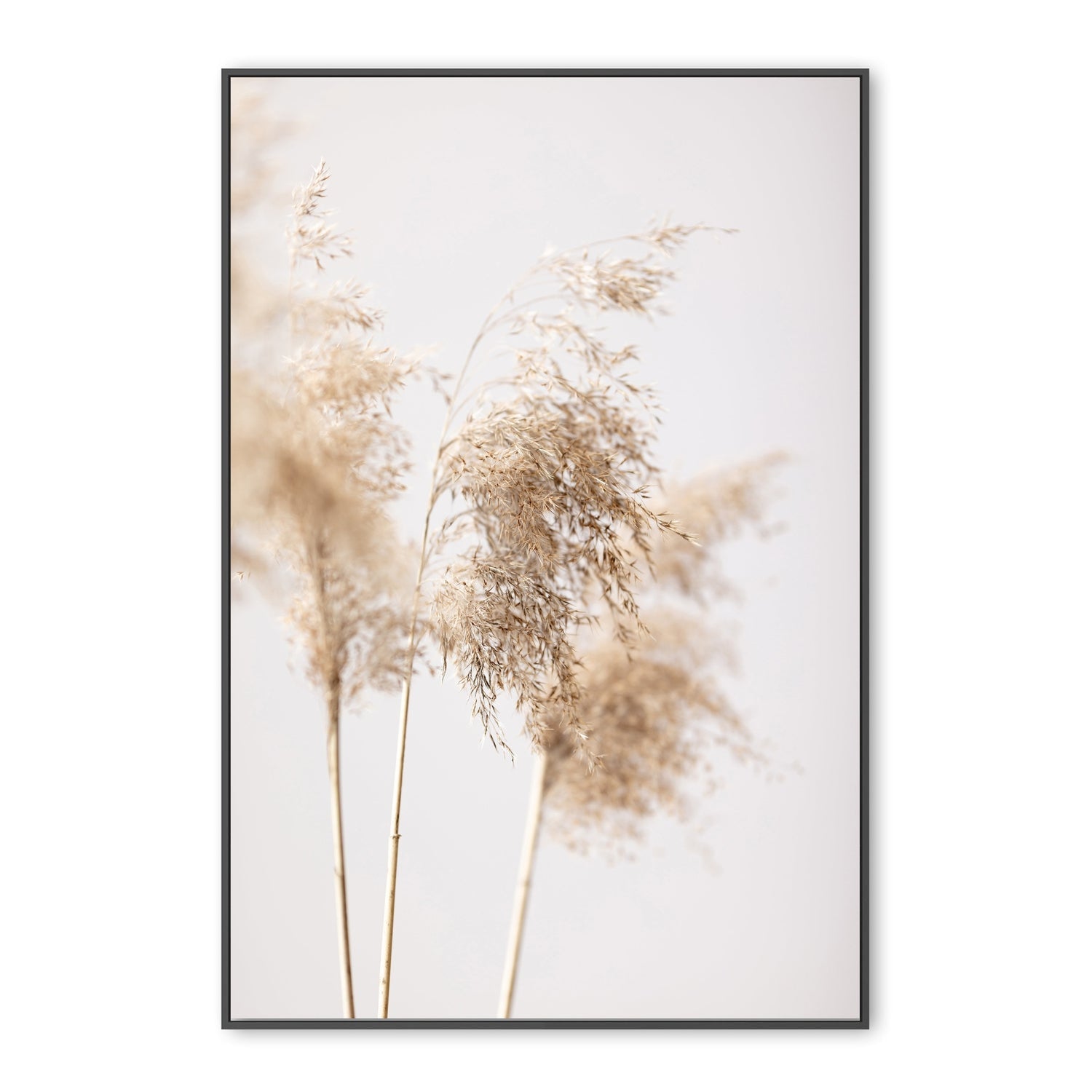 wall-art-print-canvas-poster-framed-Reed Grass Grey-by-Plus X Studio-Gioia Wall Art