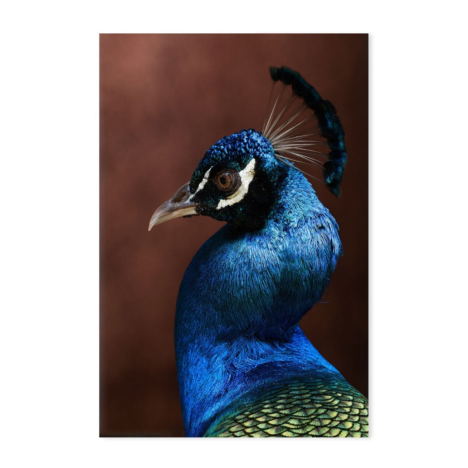 wall-art-print-canvas-poster-framed-Regal Peacock-GIOIA-WALL-ART