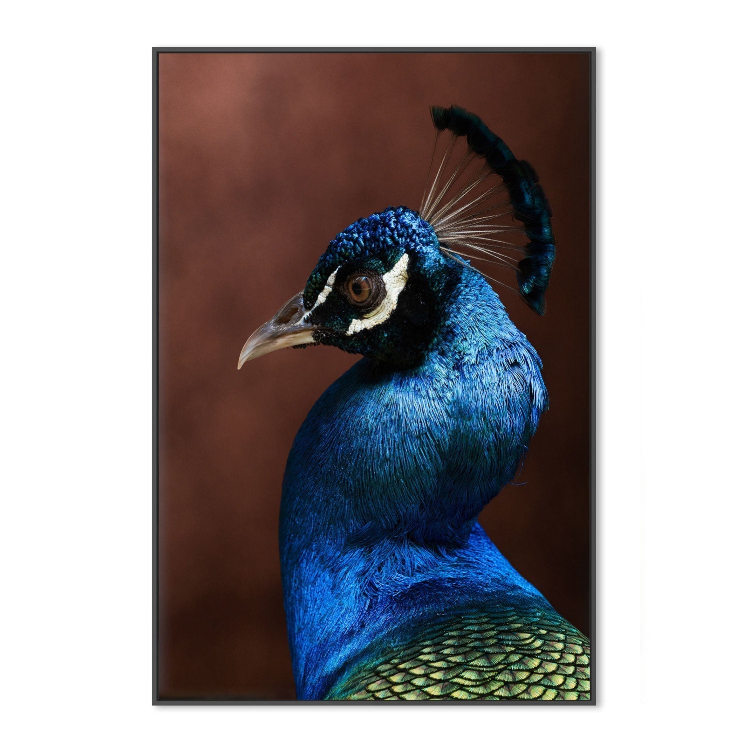 wall-art-print-canvas-poster-framed-Regal Peacock-GIOIA-WALL-ART