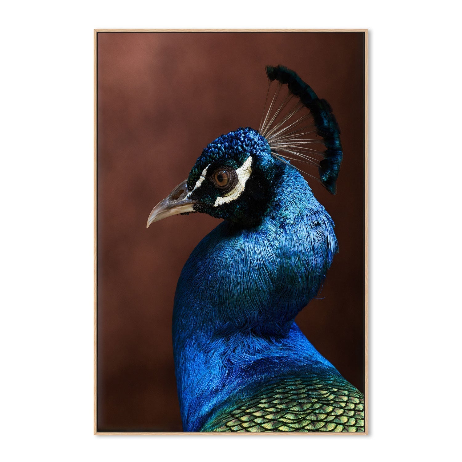 wall-art-print-canvas-poster-framed-Regal Peacock-GIOIA-WALL-ART