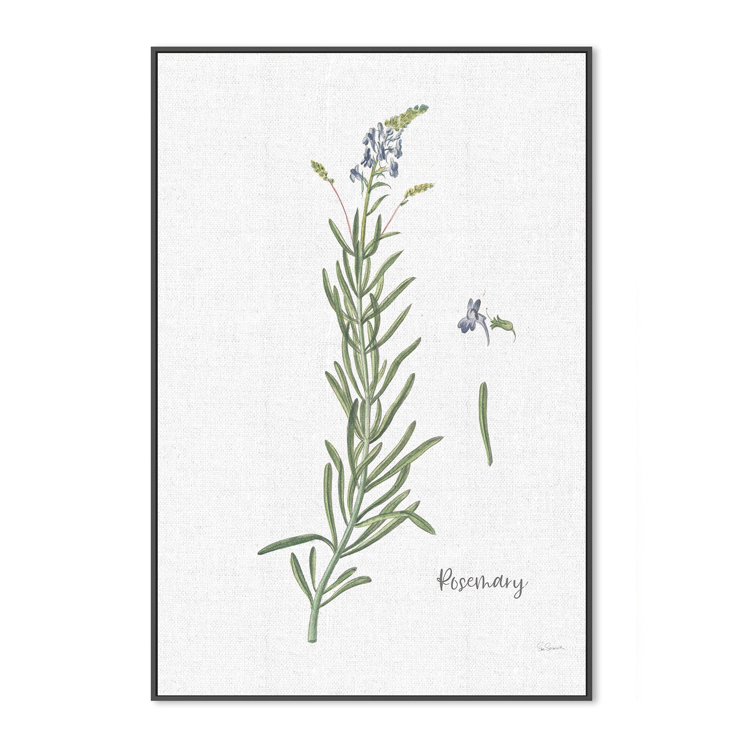 wall-art-print-canvas-poster-framed-Rosemary Cottage Herbs, Style A , By Sue Schlabach-3