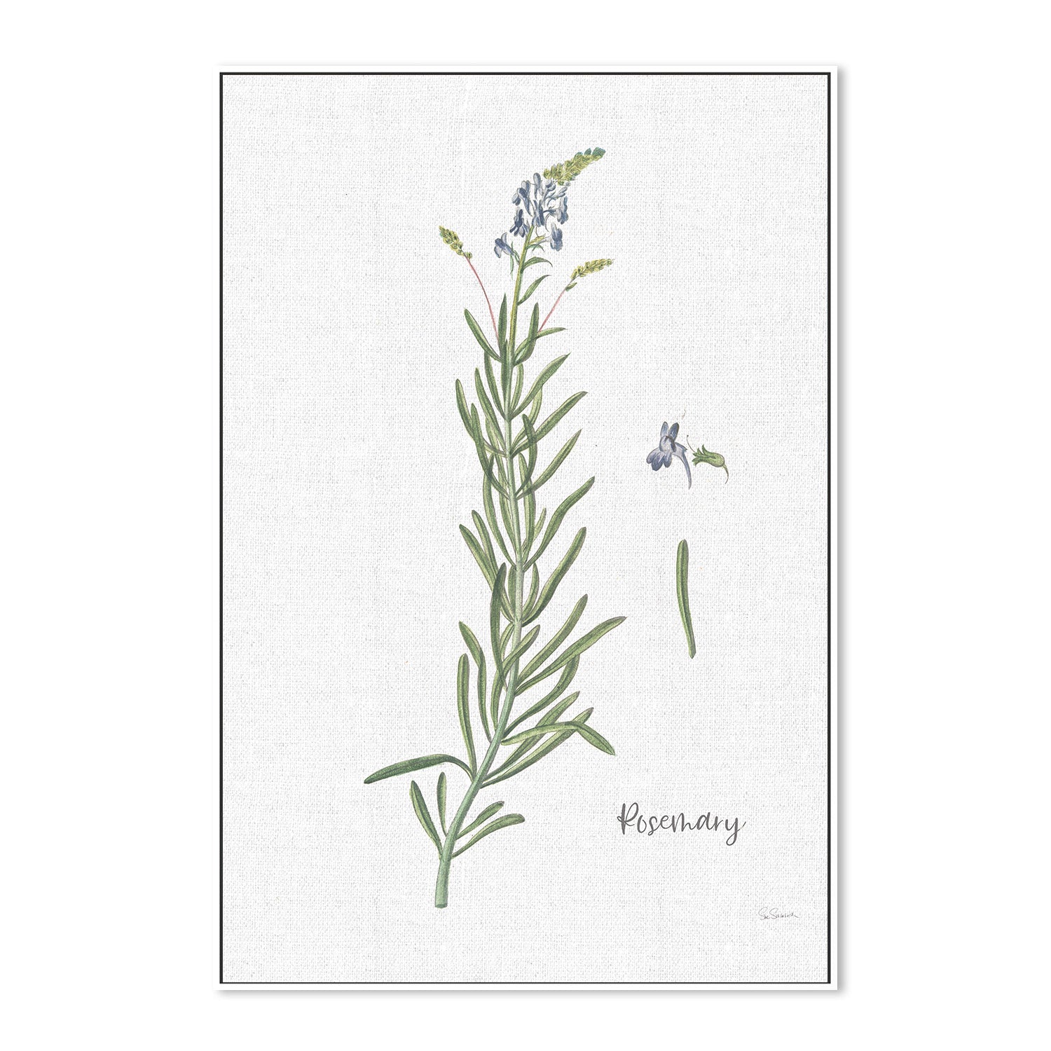 wall-art-print-canvas-poster-framed-Rosemary Cottage Herbs, Style A , By Sue Schlabach-5