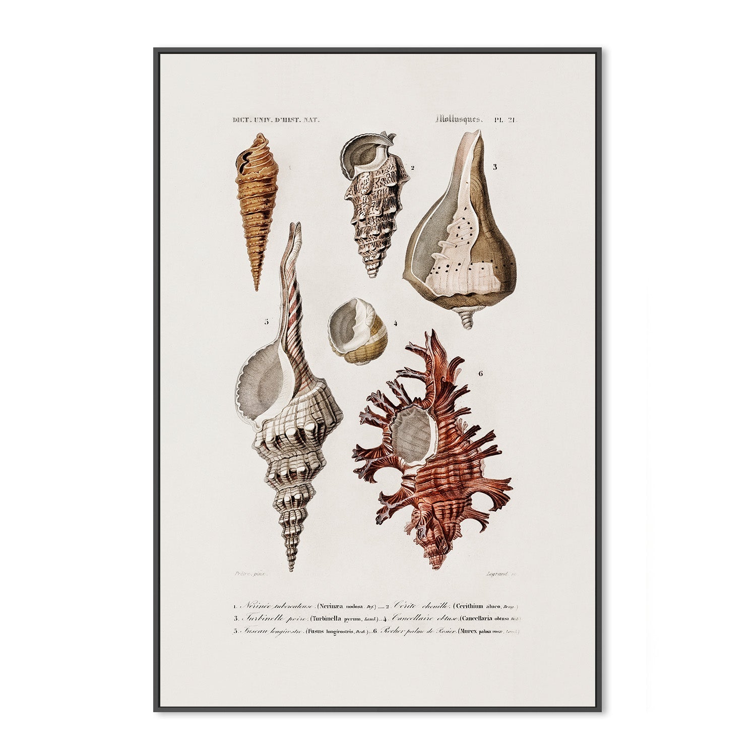 wall-art-print-canvas-poster-framed-Sealife-3