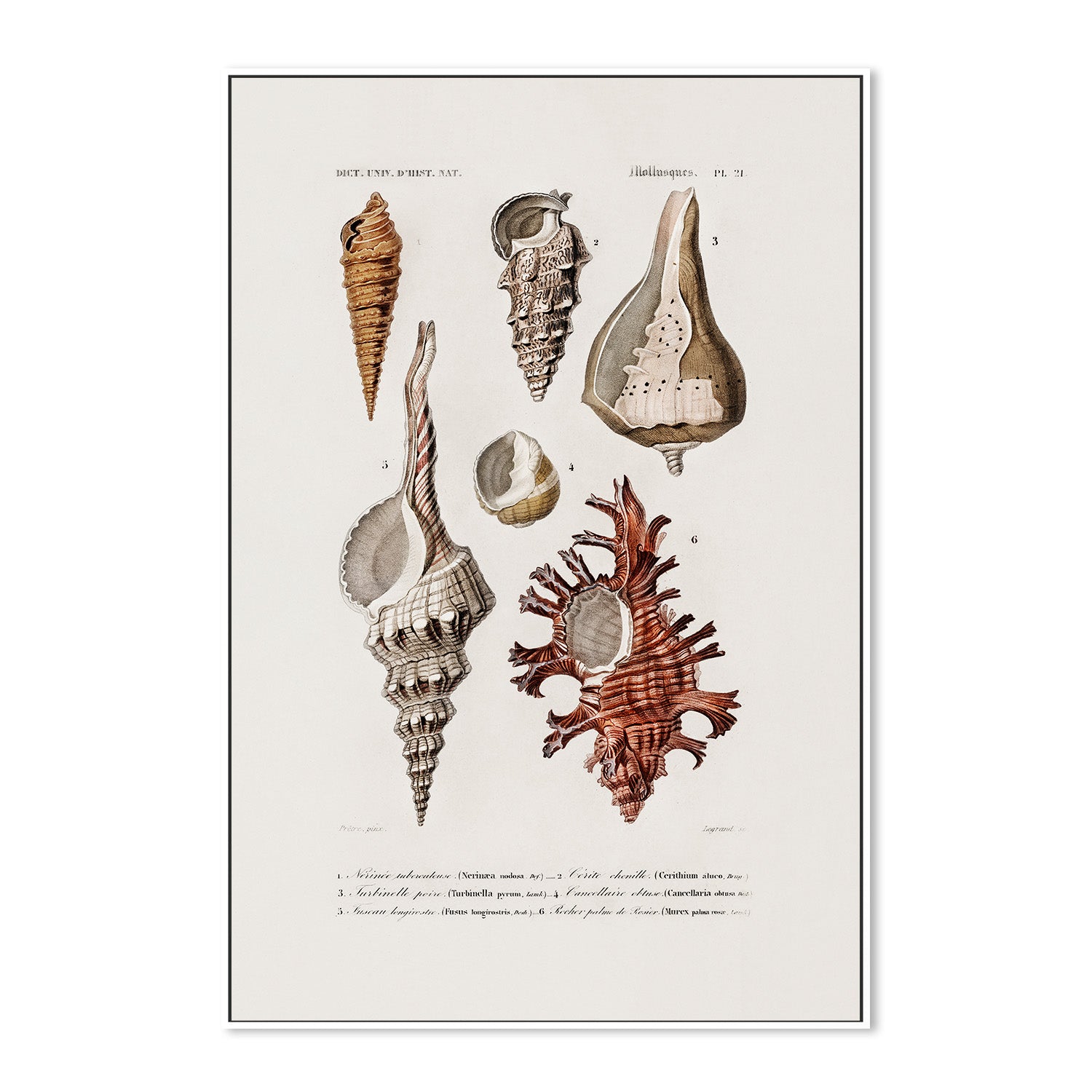 wall-art-print-canvas-poster-framed-Sealife-5