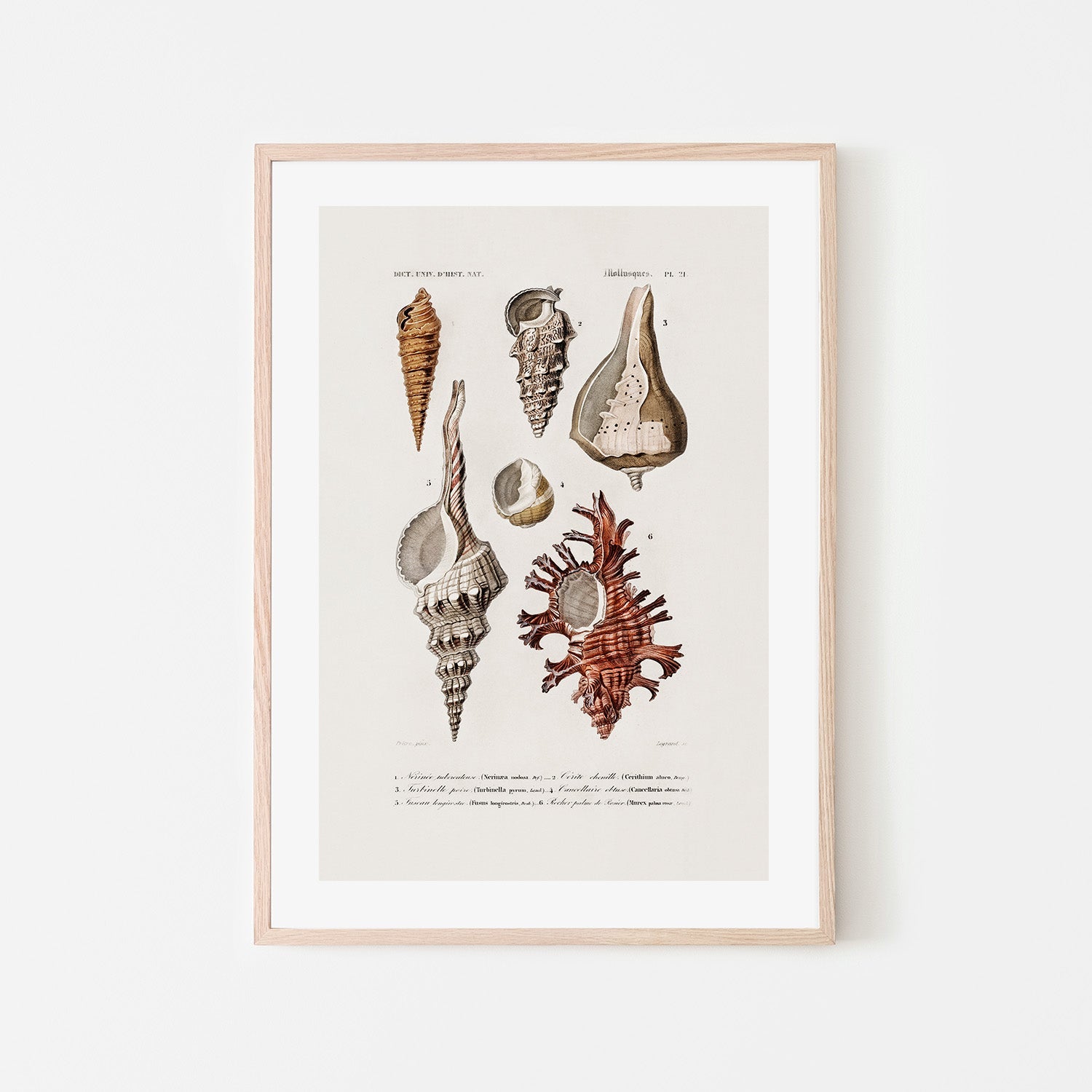 wall-art-print-canvas-poster-framed-Sealife-6