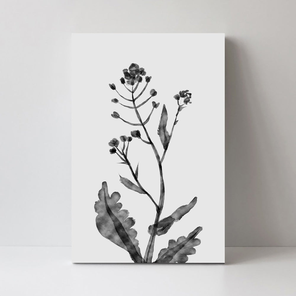 wall-art-print-canvas-poster-framed-Shephards Purse , By Dan Hobday-by-Dan Hobday-Gioia Wall Art