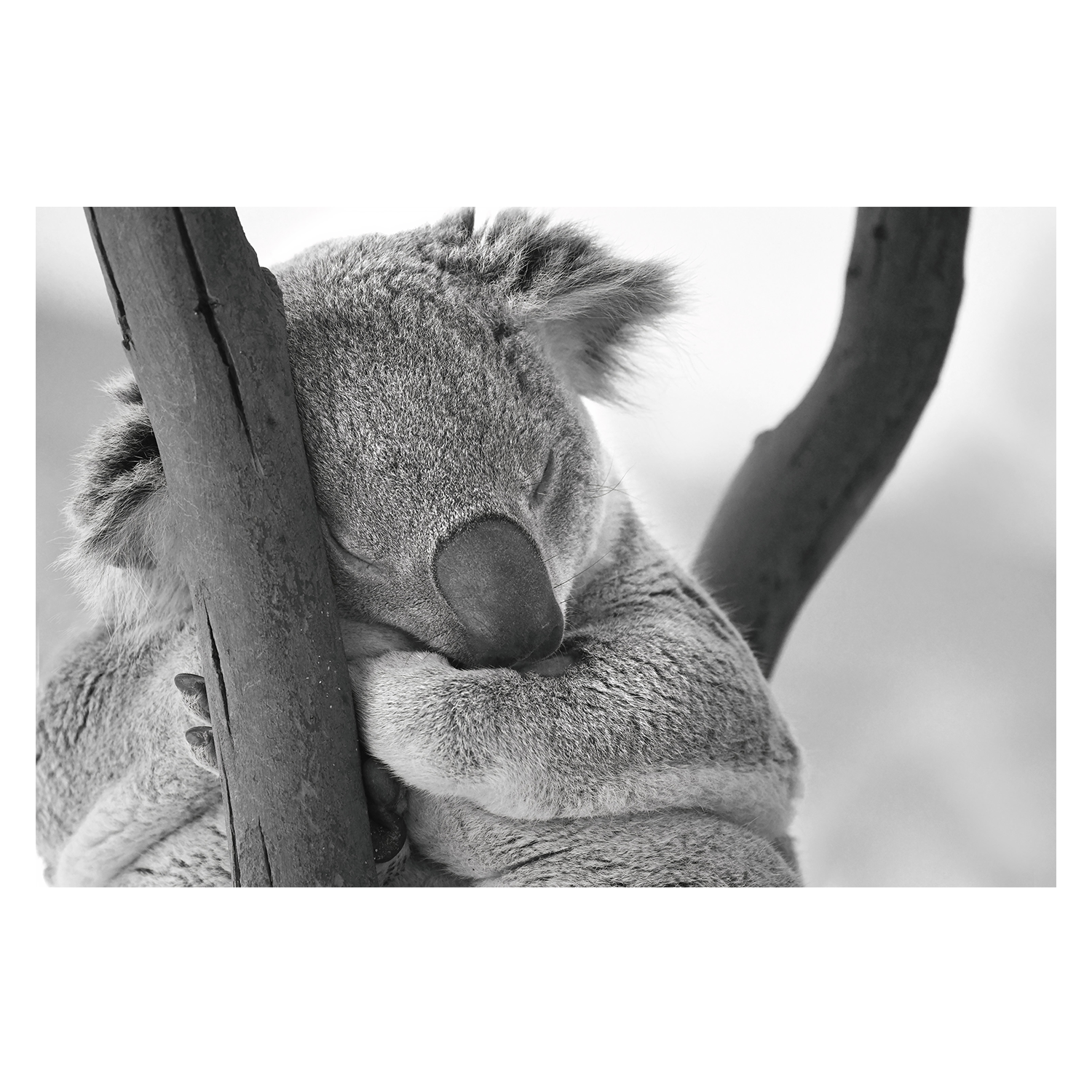 wall-art-print-canvas-poster-framed-Sleepy Humphrey , By Belinda Gerace-1