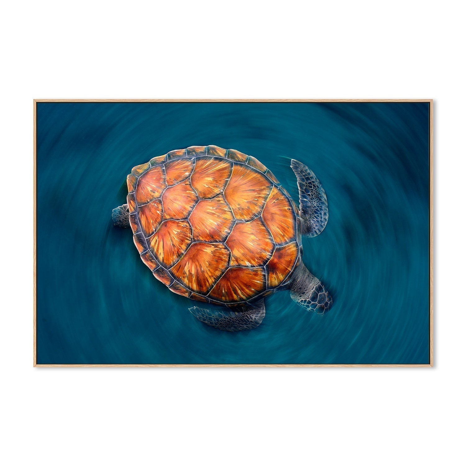 wall-art-print-canvas-poster-framed-Spin turtle, by Sergi Garcia-by-Plus X Studio-Gioia Wall Art
