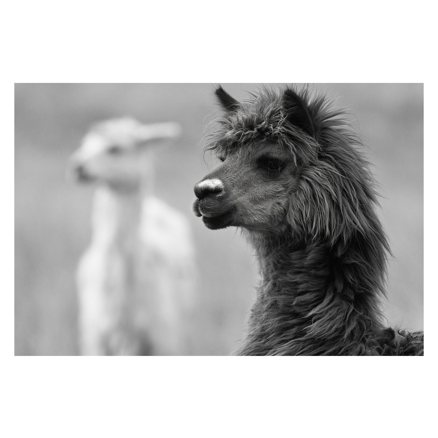 wall-art-print-canvas-poster-framed-Stephen Black And White , By Belinda Gerace-1