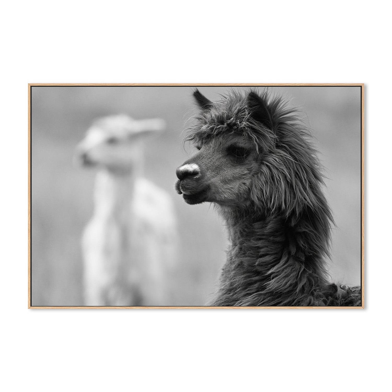 wall-art-print-canvas-poster-framed-Stephen Black And White , By Belinda Gerace-4
