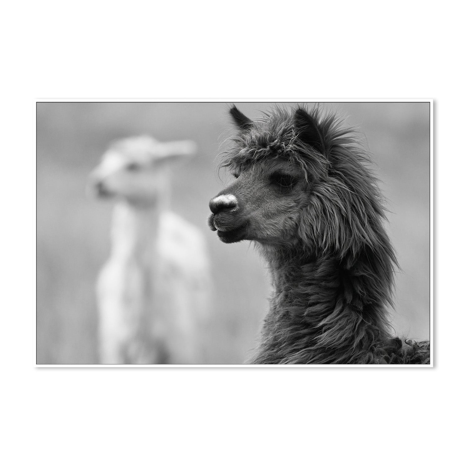 wall-art-print-canvas-poster-framed-Stephen Black And White , By Belinda Gerace-5