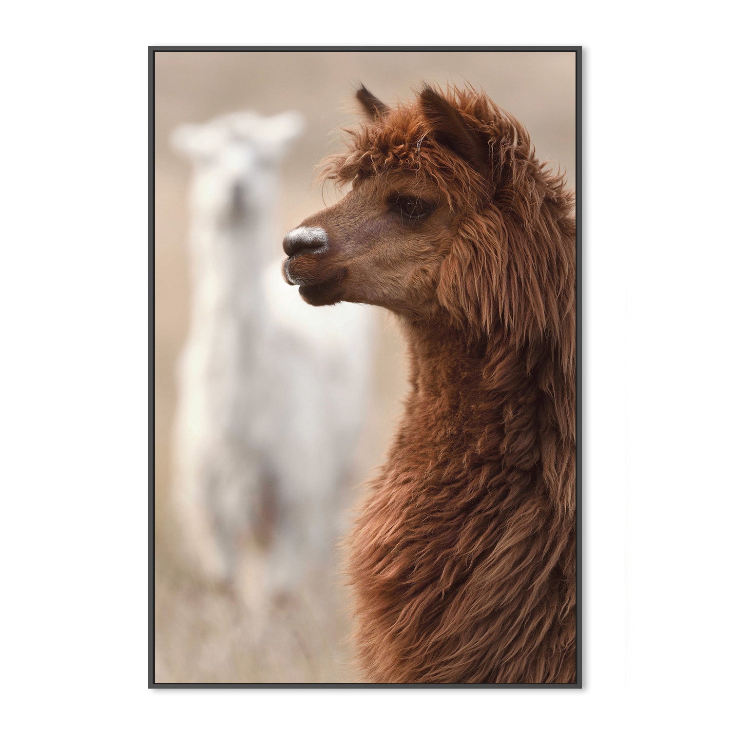 wall-art-print-canvas-poster-framed-Stephen, Style A , By Belinda Gerace-3