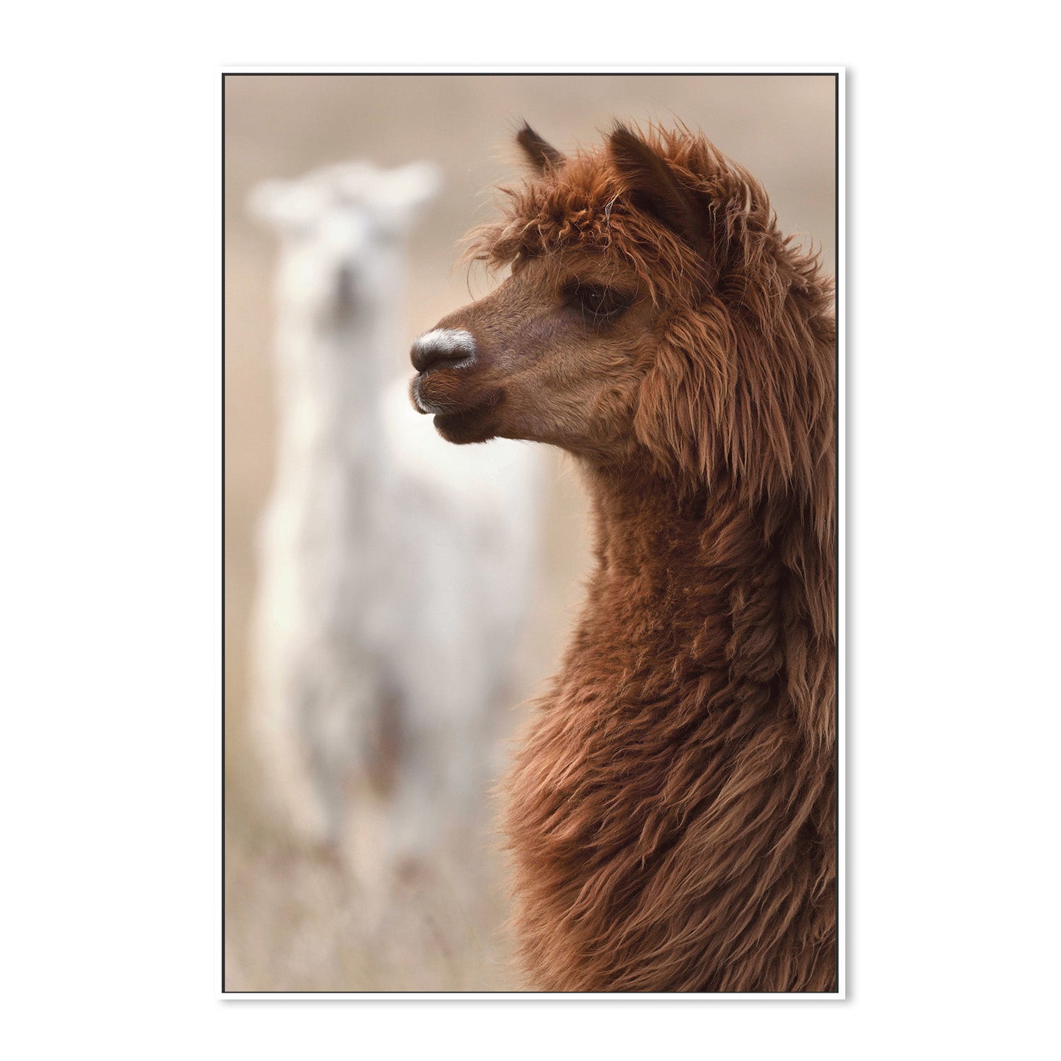 wall-art-print-canvas-poster-framed-Stephen, Style A , By Belinda Gerace-5