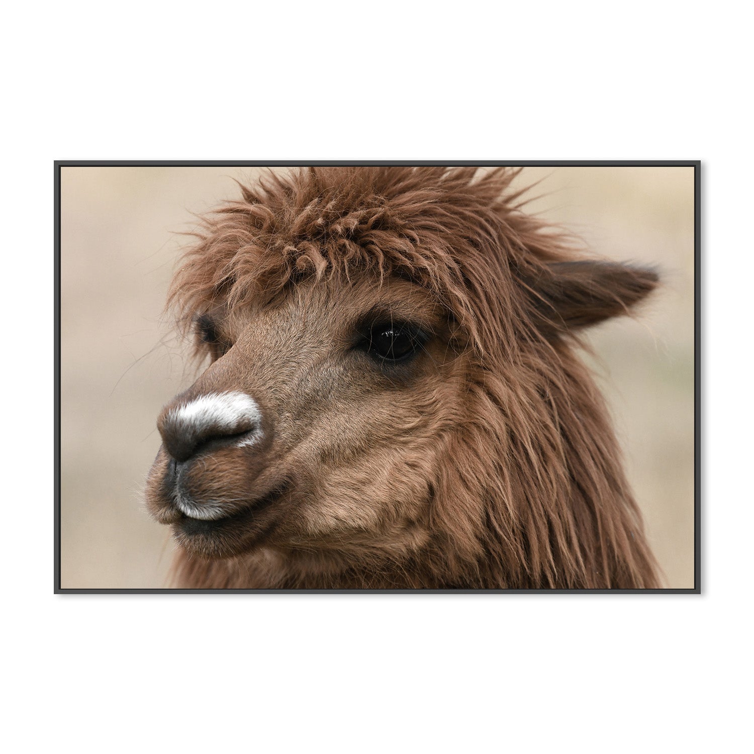 wall-art-print-canvas-poster-framed-Stephen, Style B , By Belinda Gerace-3