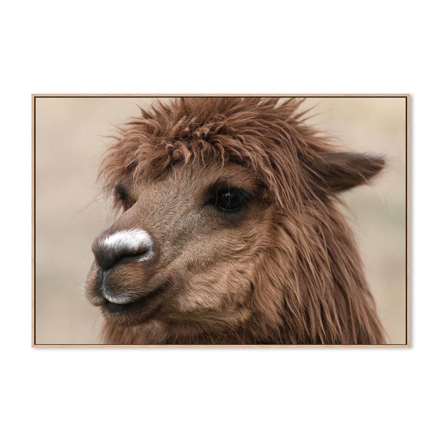 wall-art-print-canvas-poster-framed-Stephen, Style B , By Belinda Gerace-4
