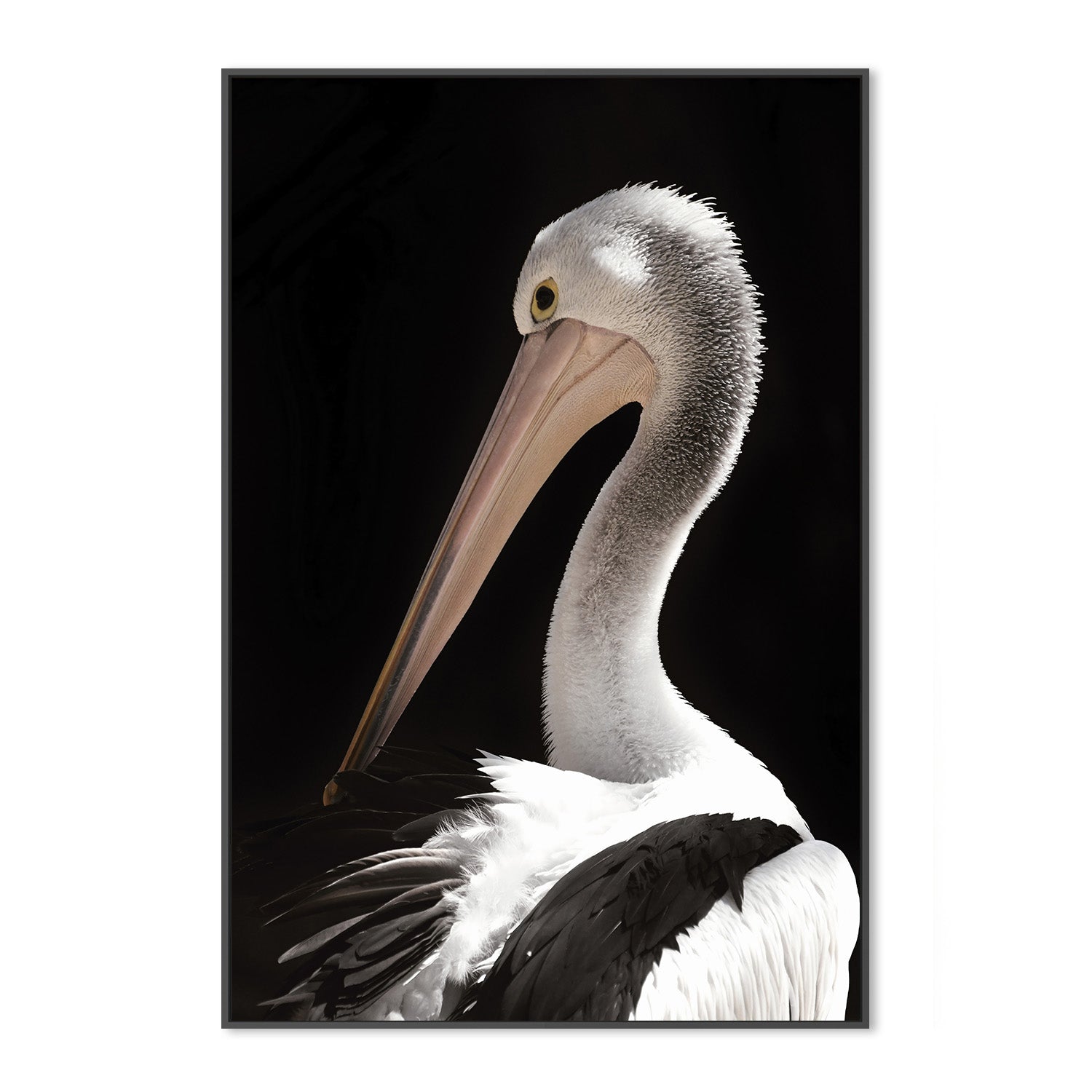wall-art-print-canvas-poster-framed-Storm Boy Pelican , By Belinda Gerace-3