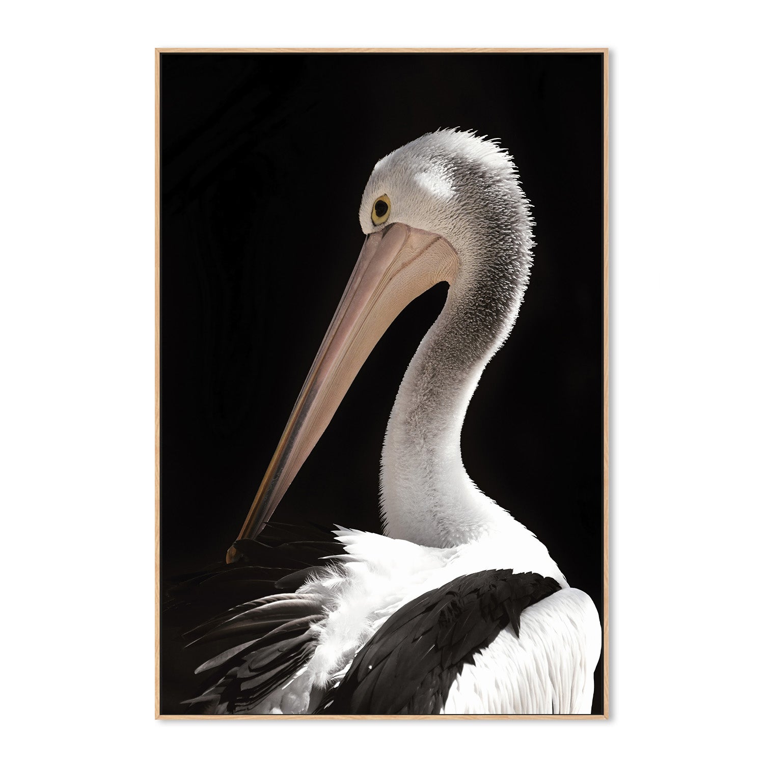 wall-art-print-canvas-poster-framed-Storm Boy Pelican , By Belinda Gerace-4