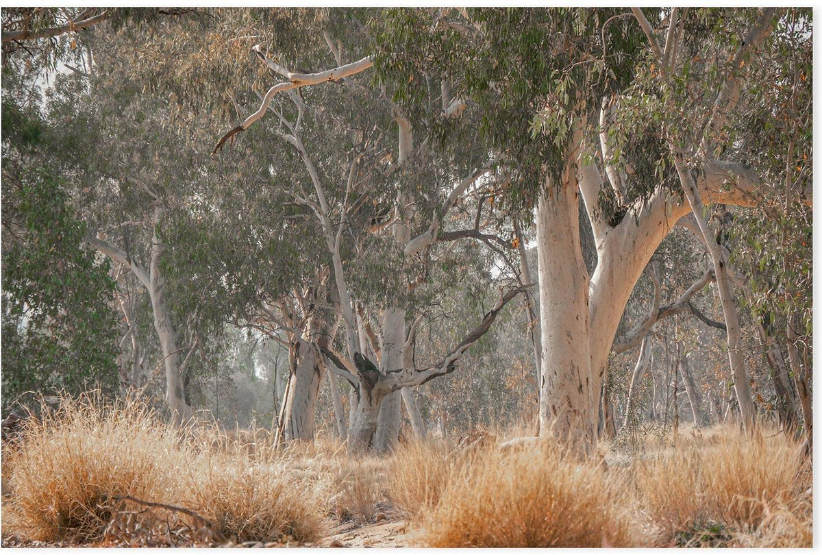 wall-art-print-canvas-poster-framed-Sunkissed Gumtrees-GIOIA-WALL-ART