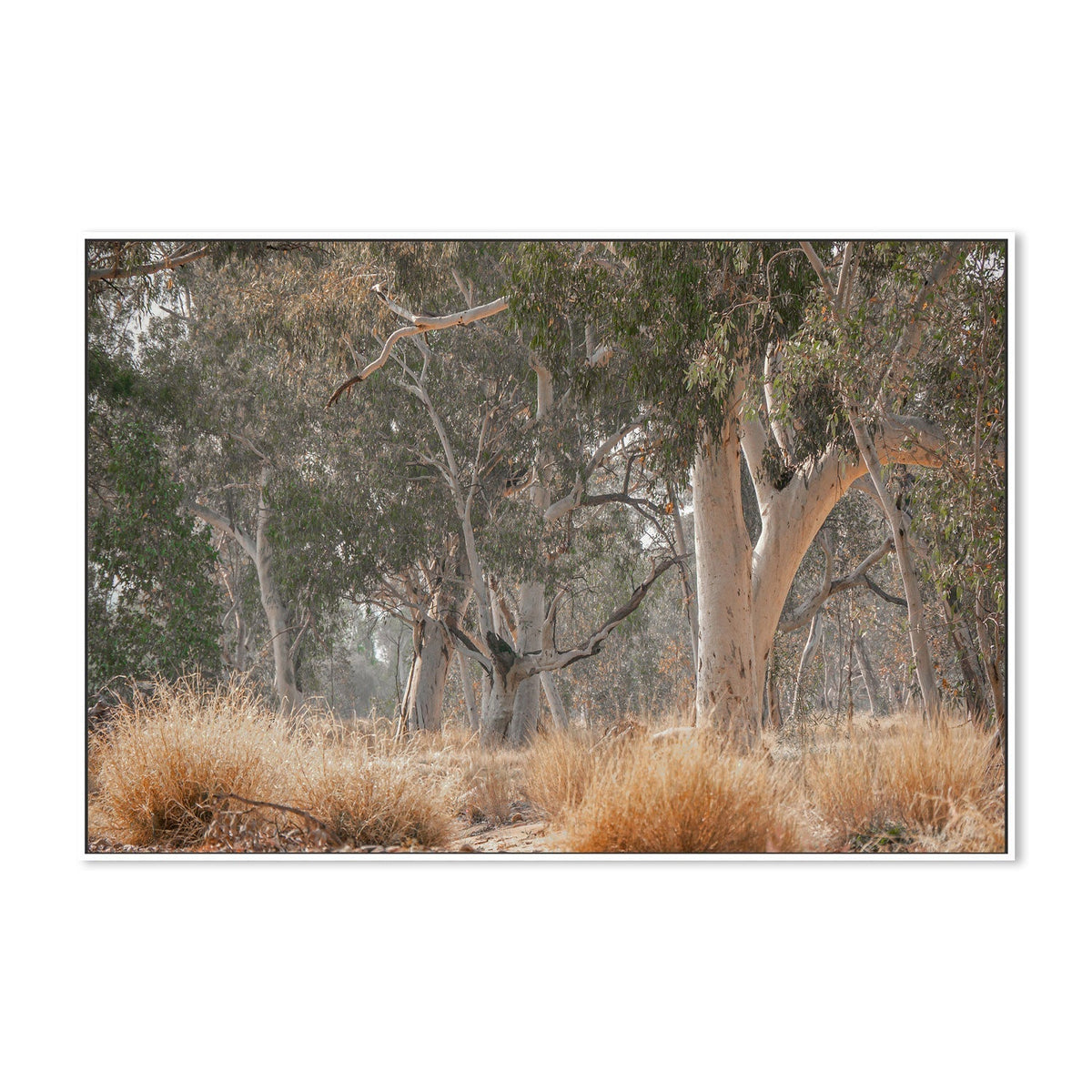 wall-art-print-canvas-poster-framed-Sunkissed Gumtrees-GIOIA-WALL-ART