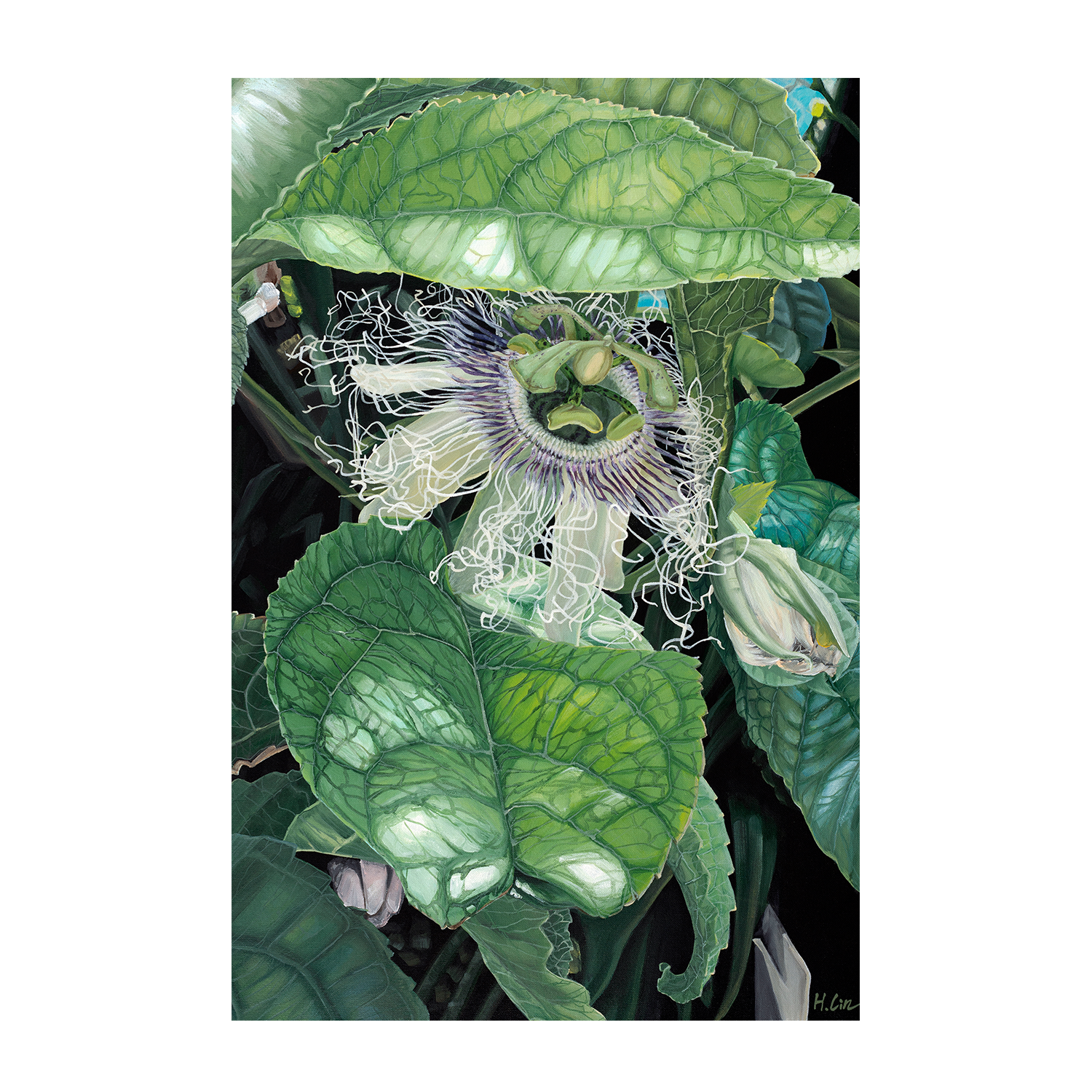 wall-art-print-canvas-poster-framed-Swoon and Bloom, Passion Flower , By Hsin Lin-1