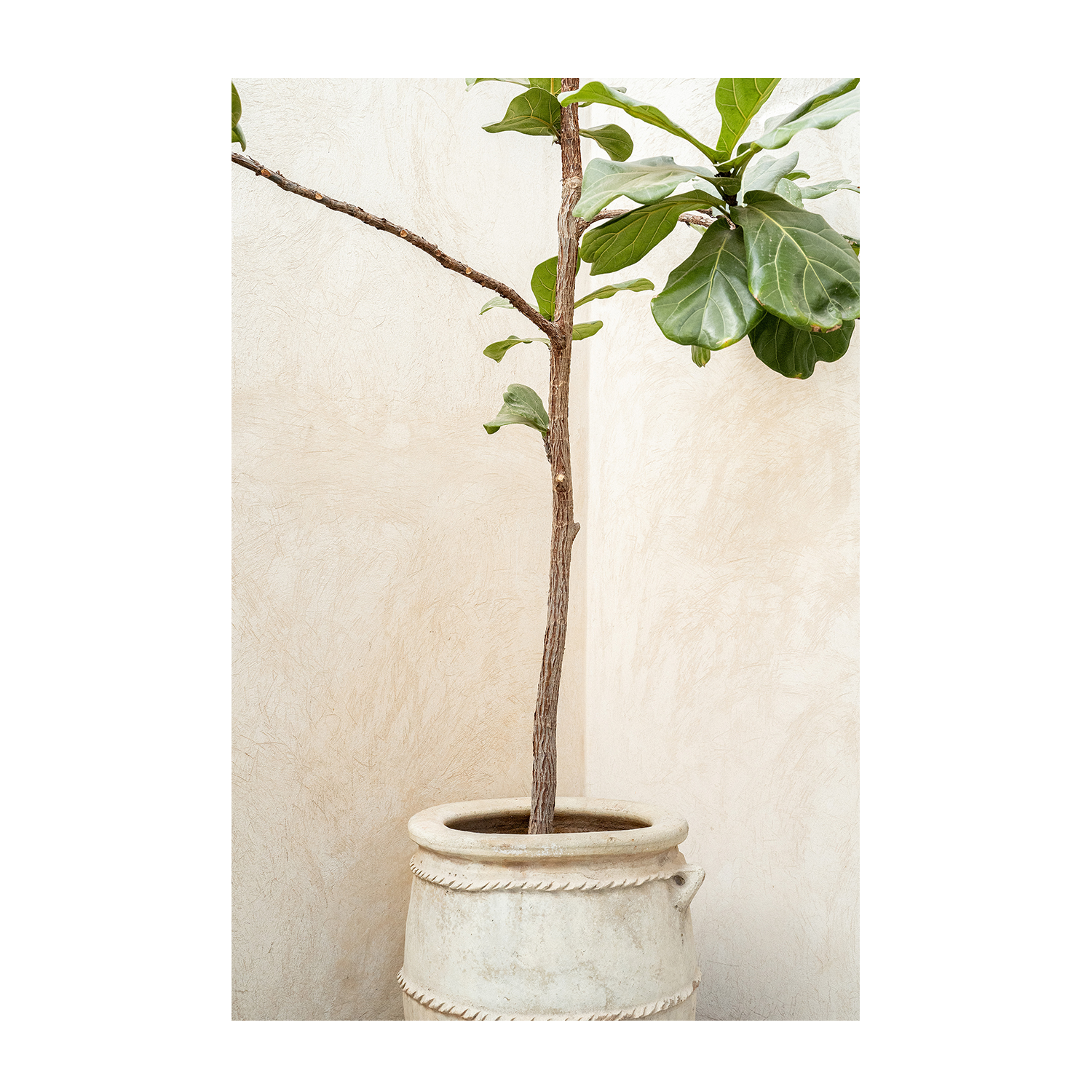 wall-art-print-canvas-poster-framed-Tree In a Pot-1