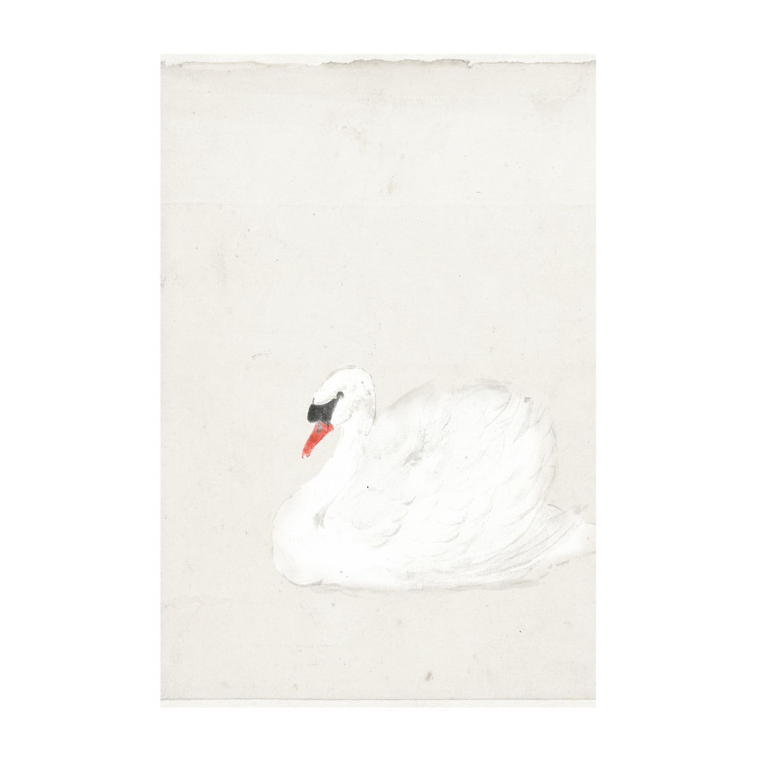 wall-art-print-canvas-poster-framed-Vintage Swan Illustration , By Leah Straatsma-1