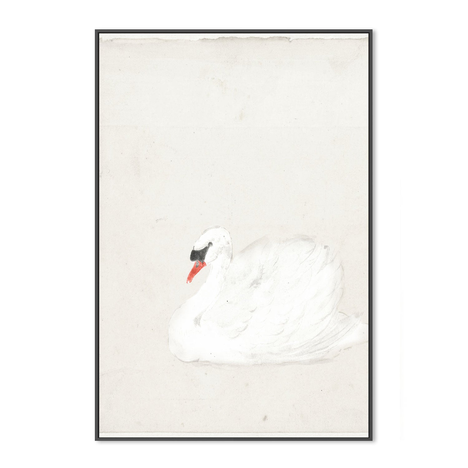 wall-art-print-canvas-poster-framed-Vintage Swan Illustration , By Leah Straatsma-3